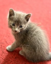 Kitten for sale $80