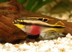 Fish Kribensis Cichlid