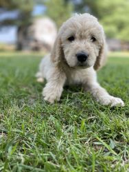 Labradoodle puppies for sale F2