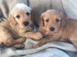 Male and Female Labradoodle Puppies