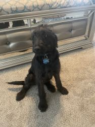 4 month old Labradoodle