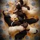 Beautiful f1b Labradoodle Puppies
