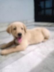 brown lebra dog two months old vaccinated till date