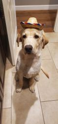 8 Month old male yellow labrador
