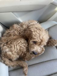 Cute Labradoodle needs a loving home