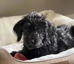 Beautiful 4 month old black labradoodle