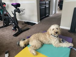 Labradoodle 1 year old