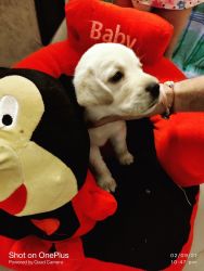 Labrador Dog urget sell
