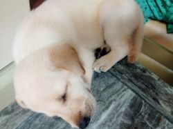 Female labrador puppy for sale only 36 days old heavy bone good qualit