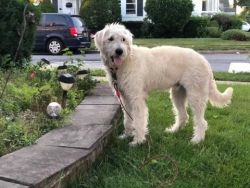 Labradoodle mix for sale - 11 months - QUEENS NEW YORK