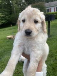 LABRADOODLE PUPPIES FOR SALE
