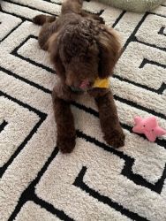 Female Labradoodle For Sale