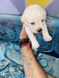 I have sale my Labrador puppy best quality colour is golden