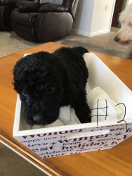 Labradoodle puppies, for sale!