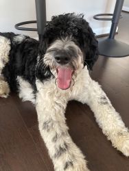 Finding a home for our 1 year old male labradoodle