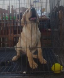 Labrador puppy for sale 3 months old and 3 vaccines done