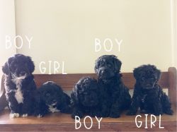 F1-B Mini Labradoodles - READY FOR THEIR FOREVER HOME!