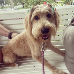 Fawn Labradoodle 8 months old
