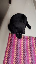 I have a labrador puppie of 1.5 month I want to sell him. Black