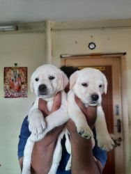Labrador puppies for sales