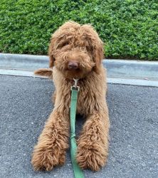8 month old Labradoodle for sale in Los Angeles