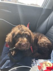For Sale - male labradoodle