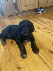 Wire haired pointer griffin/ labradoodle mix
