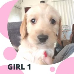 Labardoodle puppies for sale