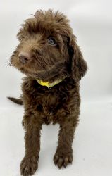 Beautiful cream and chocolate F1b Labradoodle puppies ready now!