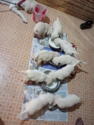 Puppies for sold