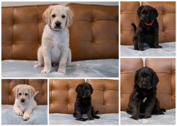 F1 Labradoodle Pups Available Now