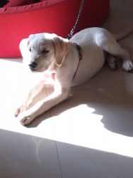 I want to sell my 4 months Labrador puppy