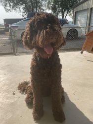 1 year old chocolate labradoodle