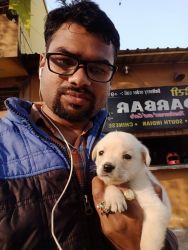 sale for lab male puupy