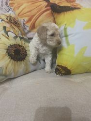 Labradoodle Puppies looking for their forever home!!