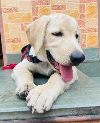 Want to sell Labrador