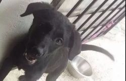 Urgent sale of labrador mix breed black colour puppy please adopt