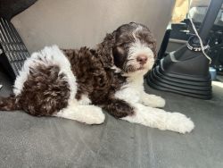I need to rehome my 10 week old Labor doodle. Very active and playful.