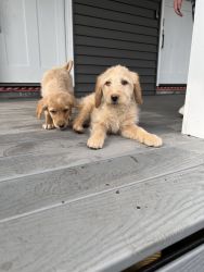 Labradoodle Puppies for Sale