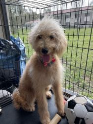 6 month old female labradoodle