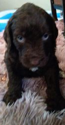 Labradoodle Puppies Available