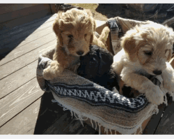 Puppies: Labrador Retriever - German Standard Poodles
