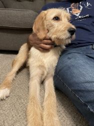 F1 labradoodle for sale