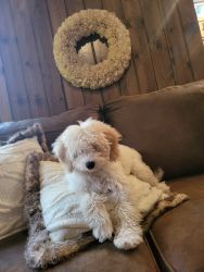 F1B MINITURE LABRADOODLE, spayed, fully vaccinated, mirochipped