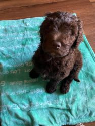 11 weeks old chocolate labradoodle puppy