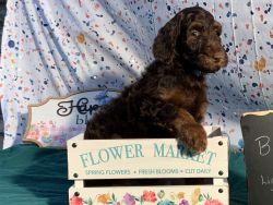 Parker Labradoodle puppy has Training!