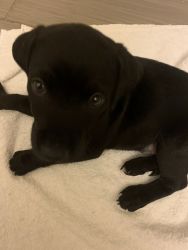 Selling black lab puppy