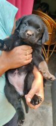 Labrador Puppy for sale in Jamshedpur