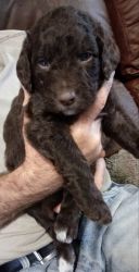 chocolate labradoodle puppies ready April 23rd