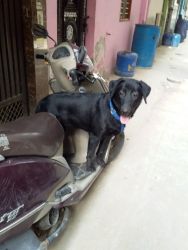 7 month lebra dog for sale(female)
